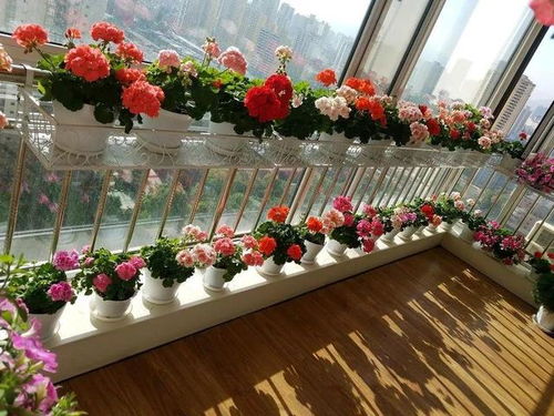 陽臺(tái)下部分封閉不通風(fēng)養(yǎng)花草
