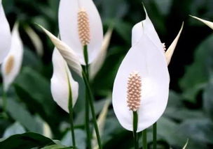 養(yǎng)花推薦