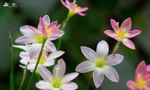 我是一個養(yǎng)花哥