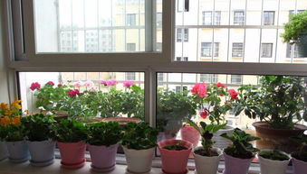 陽臺防盜窗上怎么養(yǎng)花