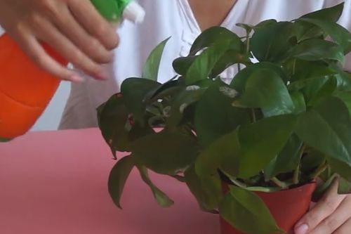 養(yǎng)花長(zhǎng)小白蟲(chóng)子怎么辦