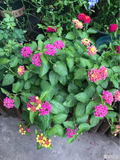 搓腳石養(yǎng)花兒
