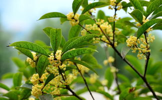 養(yǎng)花文中擴折號的意思是