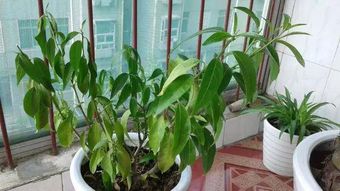 水養(yǎng)花葉發(fā)黃
