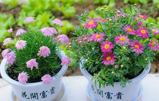 用銀杏葉當肥養(yǎng)花