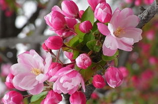 海棠花的養(yǎng)花日記