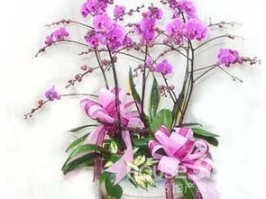 室內(nèi)養(yǎng)花注意事項小知識