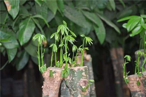 養(yǎng)花養(yǎng)植物可以用復(fù)合肥么