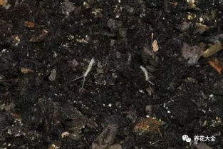 養(yǎng)花的土里有小白蟲(chóng)怎么辦