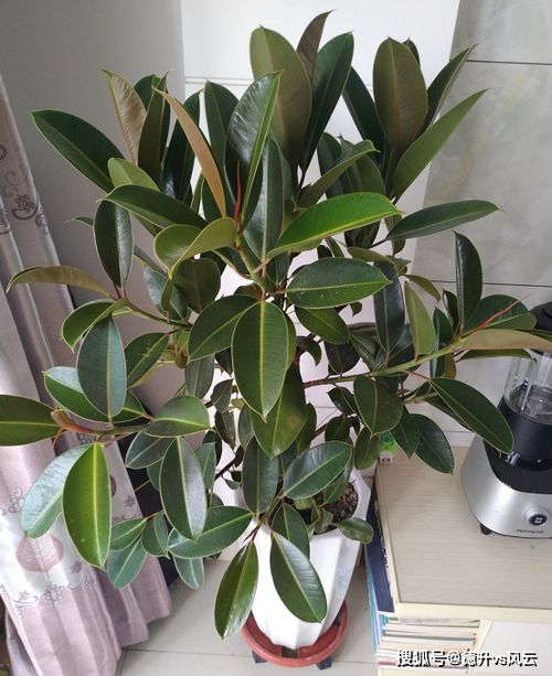 養(yǎng)花直接澆自來(lái)水