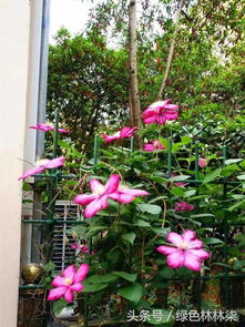 我愛(ài)花.所以也愛(ài)養(yǎng)花