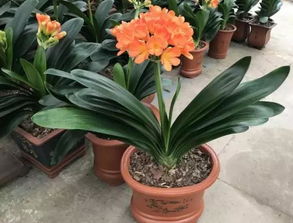 松葉子怎么養(yǎng)花