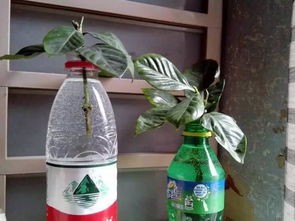 雪碧養(yǎng)花需要把氣搖掉嗎