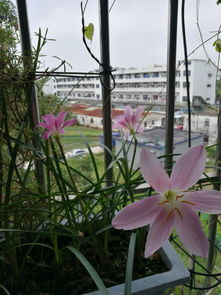 我的業(yè)余愛(ài)好養(yǎng)花作文