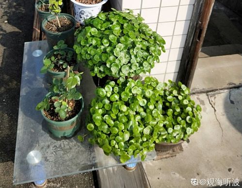 男生為什么喜歡養(yǎng)花