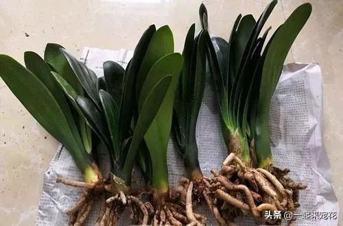 松針不用土能養(yǎng)花嗎