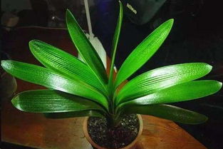 維生素b12養(yǎng)花怎么配