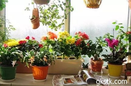 窗臺(tái)養(yǎng)花好嗎