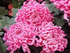 北師版小學(xué)語文六級(jí)養(yǎng)花教案設(shè)計(jì)