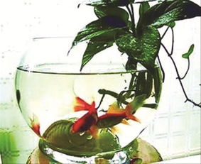 金魚(yú)缸養(yǎng)花