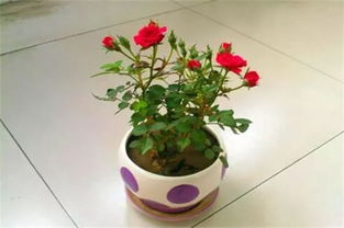 玫瑰鮮花浸水養(yǎng)花