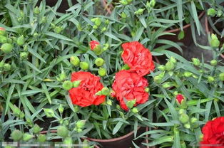 自制養(yǎng)花營(yíng)養(yǎng)液