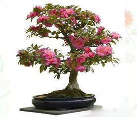 水養(yǎng)花定值藍(lán)多少錢(qián)一個(gè)