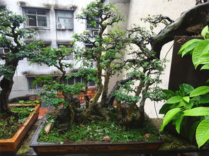 養(yǎng)花帶來(lái)的樂(lè)趣是什么