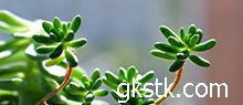 讀《養(yǎng)花》有感500