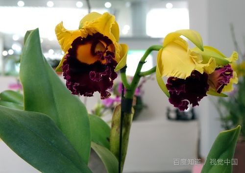迷上養(yǎng)花的說說