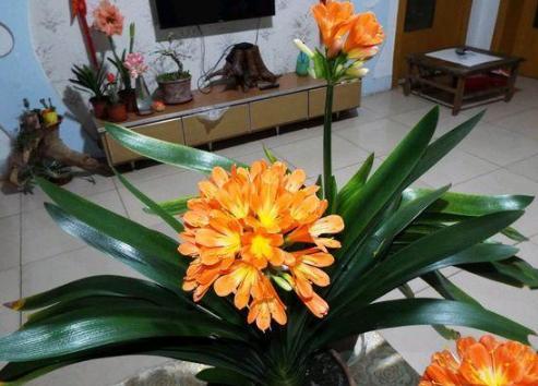 水中養(yǎng)花如何促進(jìn)根部生長(zhǎng)