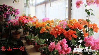 每個季節(jié)養(yǎng)花注意什么