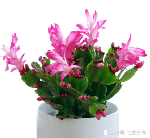 室內(nèi)養(yǎng)花總長(zhǎng)不好