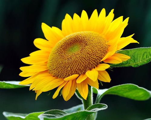 養(yǎng)花向日葵好嗎