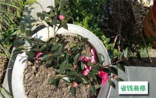 閱讀短文我愛(ài)養(yǎng)花了