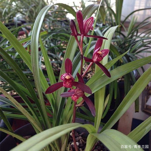 家養(yǎng)花里有小飛蟲怎么辦