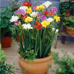 養(yǎng)花藏日半籠晴