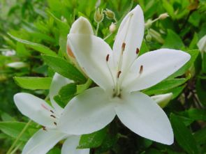 小學(xué)六級(jí)老舍的養(yǎng)花教學(xué)