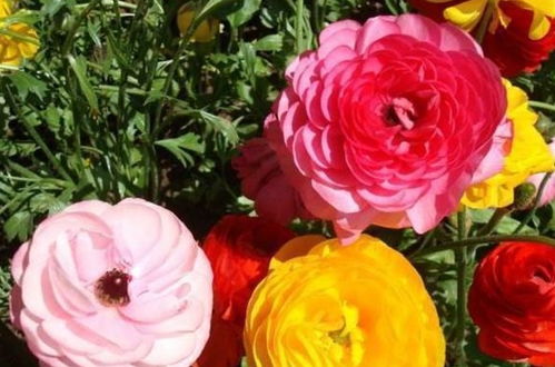 養(yǎng)花時氮肥怎么施