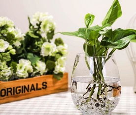 多久的魚(yú)缸水可以養(yǎng)花