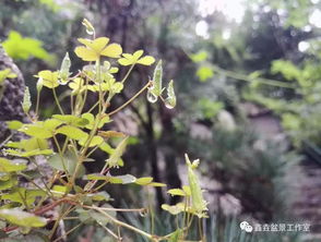 養(yǎng)花沒有合適的土怎么辦