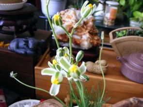 花瓶里養(yǎng)花水中放什么