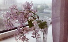 屋里養(yǎng)花會(huì)使打噴嚏嗎
