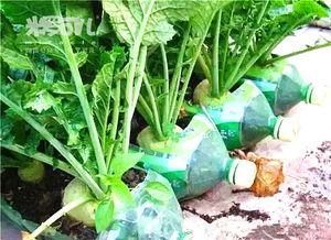 養(yǎng)花用安奶近有啥好處