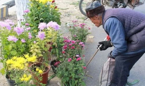 養(yǎng)花養(yǎng)魚(yú)寓意