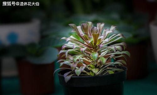 鹽水對養(yǎng)花有意嗎