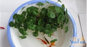 自制養(yǎng)魚(yú)養(yǎng)花的魚(yú)缸diy
