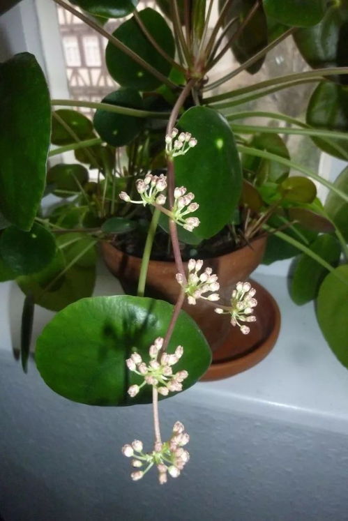 糞桶養(yǎng)花好不好
