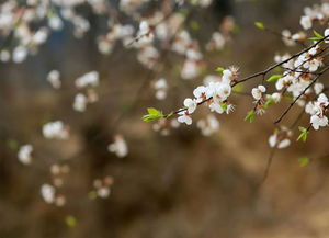 春暖花開的季節(jié)養(yǎng)花養(yǎng)草