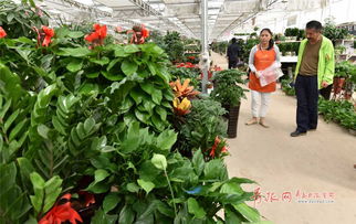 青島枯桃花卉養(yǎng)花培訓
